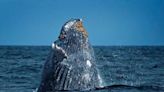 Ballena es avistada en el mar de Tumbes cuando intentaba salvar a su cría atrapada en unas redes de pesca