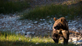 Grizzly bear conservation is as much about human relationships as it is the animals