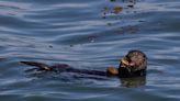 Com ferramentas, lontras-marinhas obtêm mais presas e reduzem danos nos dentes