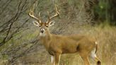 Texas' battle with rancher ends after 249 deer shot dead
