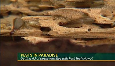 Pest Tech Hawaii: Protecting paradise from pests
