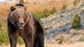 Grizzly Bear Mauls Surveyor in Wyoming Backcountry