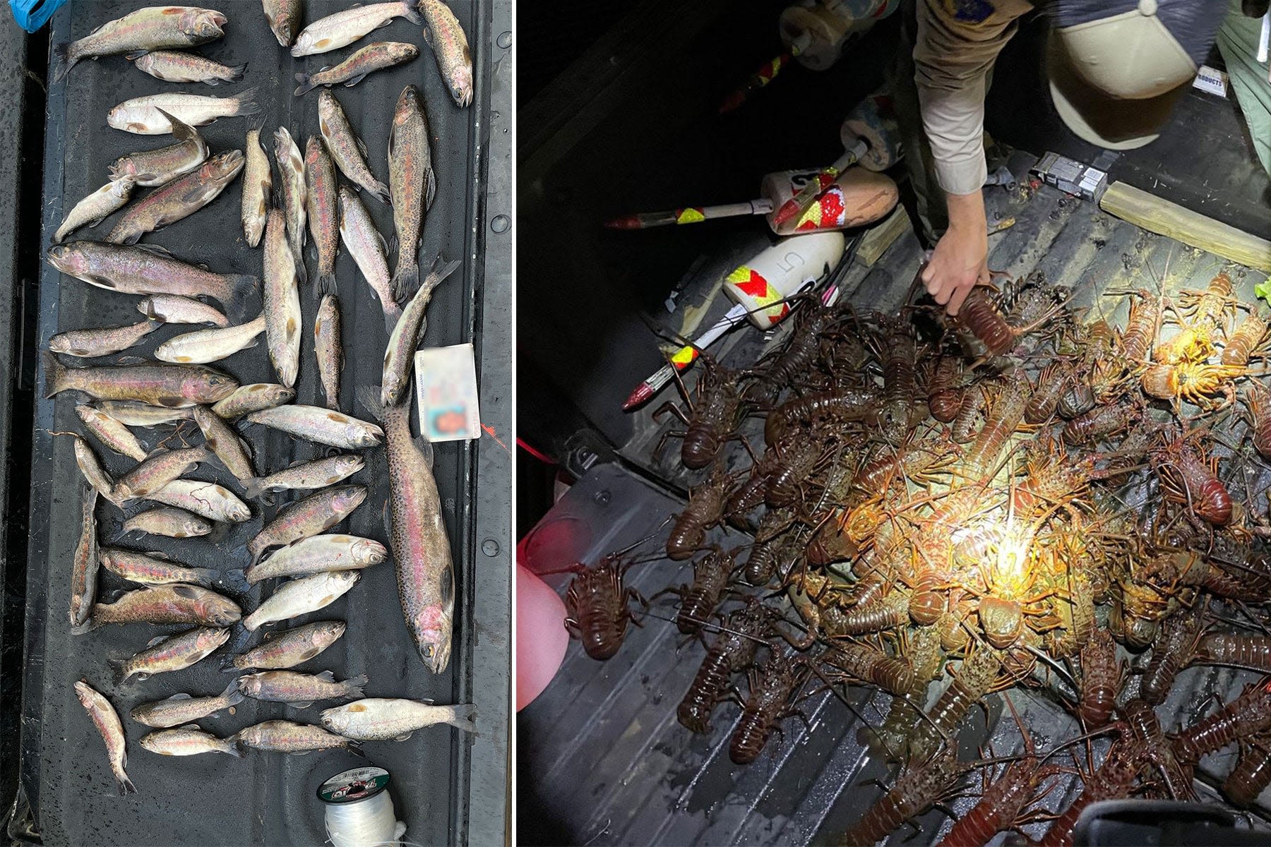Wardens Seize 49 Protected Trout and 86 Spiny Lobsters from Poachers in Southern California