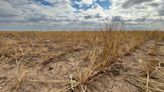 Over 1/3 of Kansas winter wheat in poor condition