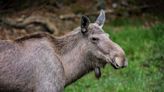 'Surprised' Moose Headbutts and Stomps on Woman Walking Her Dog on Colorado Trail