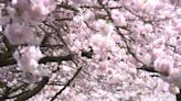 National Cherry Blossom Festival announces dates for events in DMV