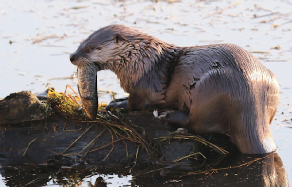 River otter drags child underwater, attacks mother at marina