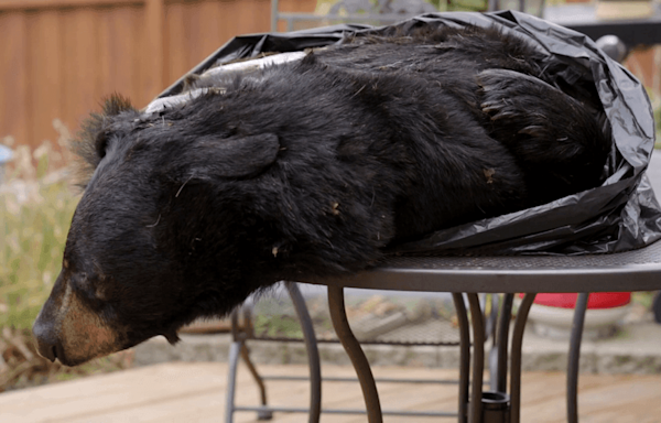 12-year-old boy saves father from 200-pound black bear