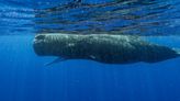 Scientists document remarkable sperm whale 'phonetic alphabet'