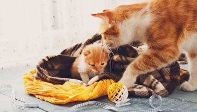 Boy brings home stray kitten, family male cat has best response: "daddy"