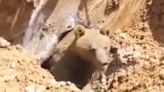 WATCH: Construction workers unearth massive trapped bear