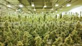 Ohio Senate wants to tighten marijuana home grow rules, crack down on delta-8 THC