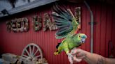 Spate of exotic bird thefts leaves SoCal parrot lovers on edge