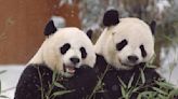‘Diplomacia Panda’: EU regresará a China a los pandas que tiene en sus zoológicos