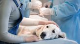 Arizona OB-GYN arrested on suspicion of performing illegal, unlicensed surgeries on dogs