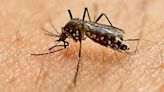 Zika virus detected in larvae samples from parts of Pune as cases rise | Today News