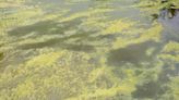 Blue-green algae advisory issued for Wizard Lake