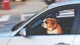 Every person who drives with pets in the car could risk major fines