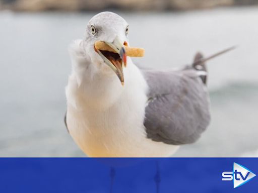 MP calls for urgent action on 'growing issues' with seagulls
