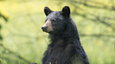 Peak of bear season: What you need to know