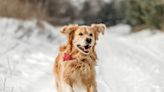 Golden Retriever's Love of Sledding Is As Pure As It Gets