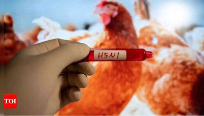 Bird flu vaccines for laying hens prove effective in practice - Times of India
