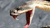 California Man Receives Live Rattlesnake in the Mail, Calls It 'Attempted Murder'