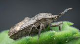 Stink bugs grow a fungal garden on their legs to fight parasitic wasps