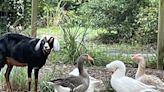 ‘We were crying all day’: Avian flu outbreak on Daufuskie wipes out community farm’s flock