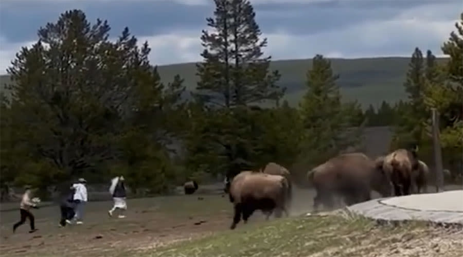 You have to see this! Bison charge toward tourists at Yellowstone National Park - East Idaho News