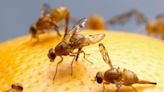 Are fruit flies bugging you? Here's the fastest way to get rid of them