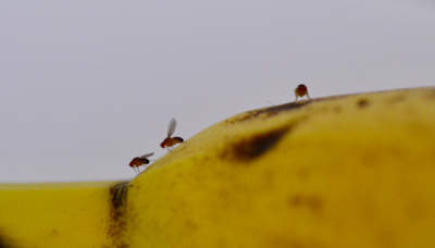 Fruit flies are invading SC homes. Here are 16 ways to get rid of them