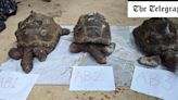 Giant tortoises dumped by electrician after they froze to death