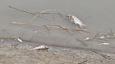 長江支流滁河現大量死魚、河水發黑 官方：企業失火致污染物外泄