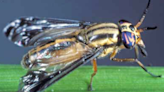 What to know about deer flies, and how to keep these nasty pests at bay