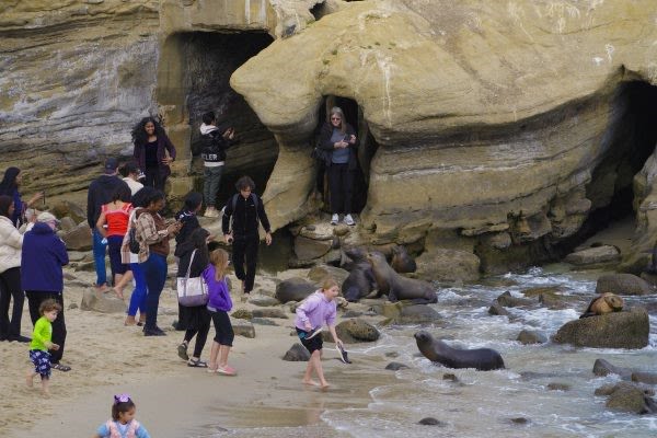 ‘An emergency situation’: Advocates seek sea lion protection measures at La Jolla Cove