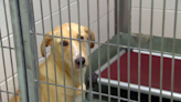 Want to adopt? These Triangle shelters are waiving or reducing pet adoption fees