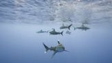 Los grandes tiburones, fundamentales para la salud de los océanos, están en peligro