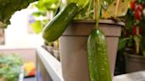 Gardener's genius method to make fun-shaped cucumber slices using £3 Temu device