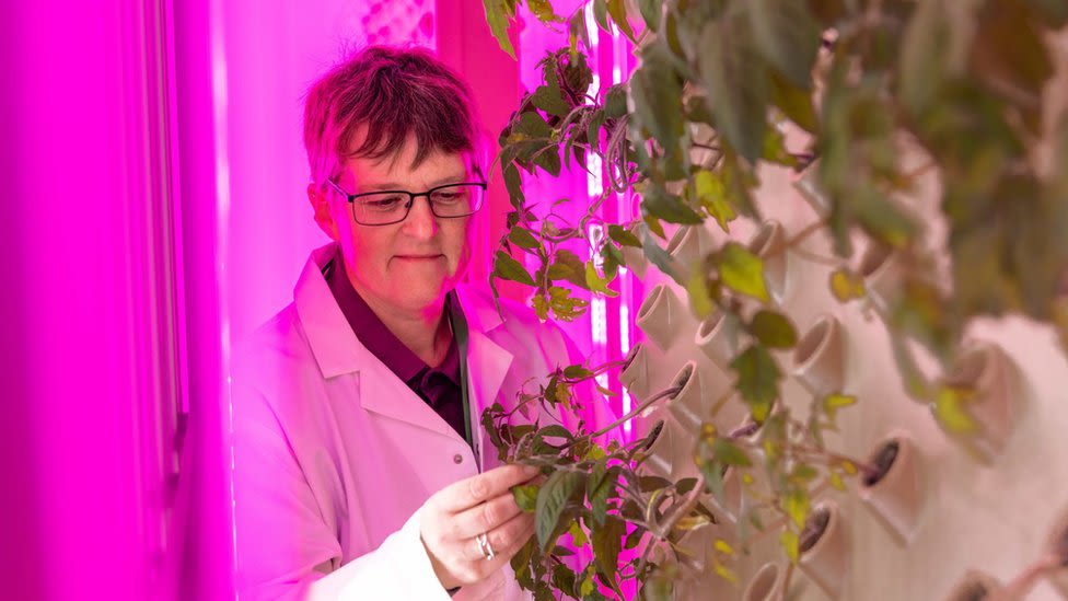 Essex University builds lab to develop climate-resilient plants