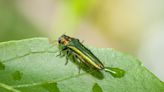 Invasive tree-eating insect expands in northeast Kansas