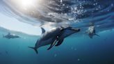 El sorprendente método de los delfines para identificar “amigos”