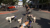 Woman takes in 7 dogs with disabilities and turns them into a pack of therapy dogs