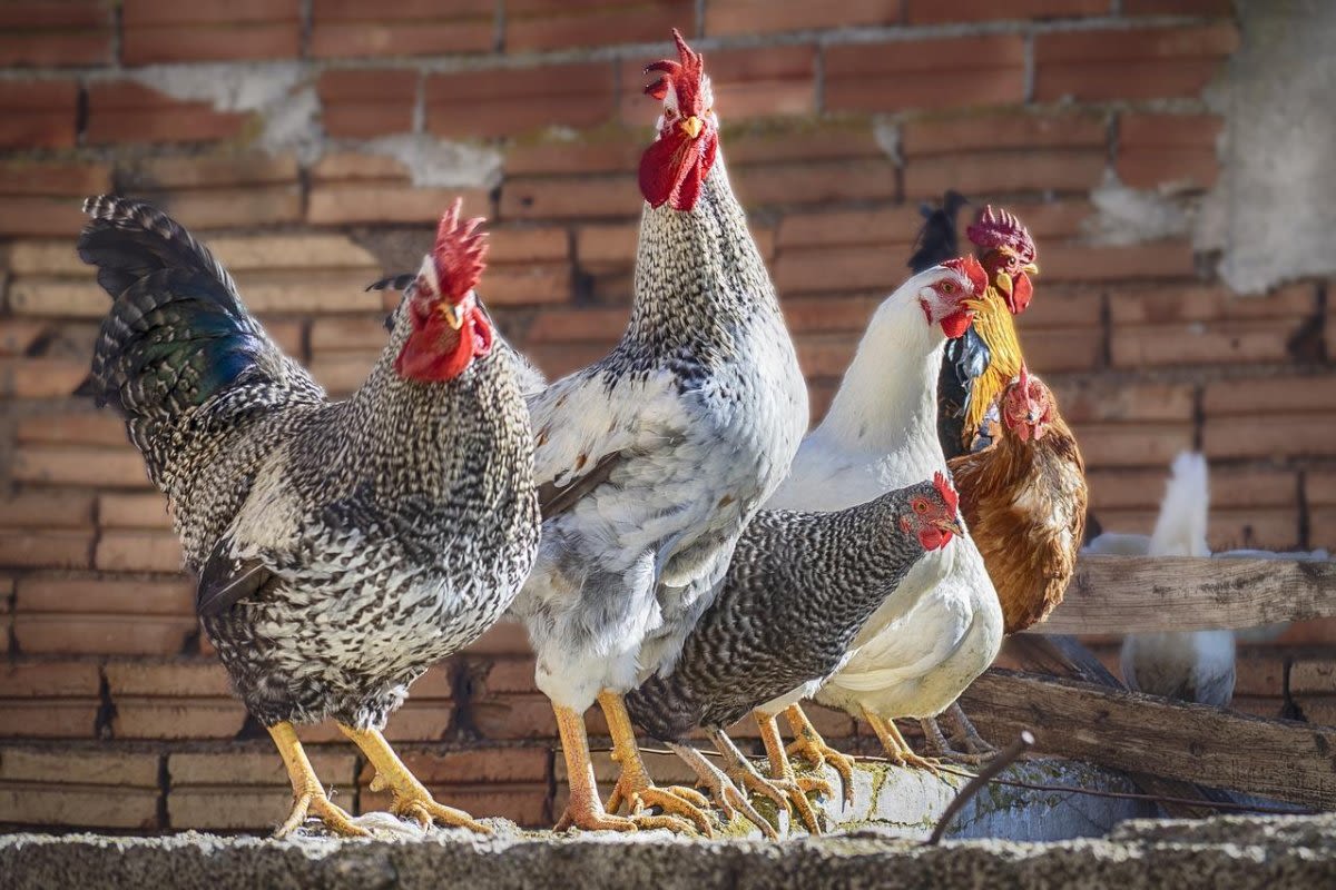 Dozens of chickens escape into Brooklyn road - UPI.com