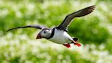 Rangers gear up for first full count of Farne Islands’ puffins in five years