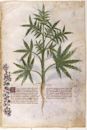 History of cannabis in Italy