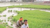 Kharif sowing over in 64% of normal area till July 19, shows data