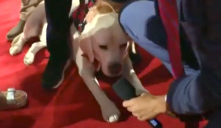 Fox Reporter Takes A Rough Swipe At Kristi Noem During Weird Dog Cameo At RNC