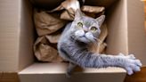 Cat accidentally posted from Utah to California in return Amazon package