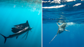 Sailfish vs Swordfish